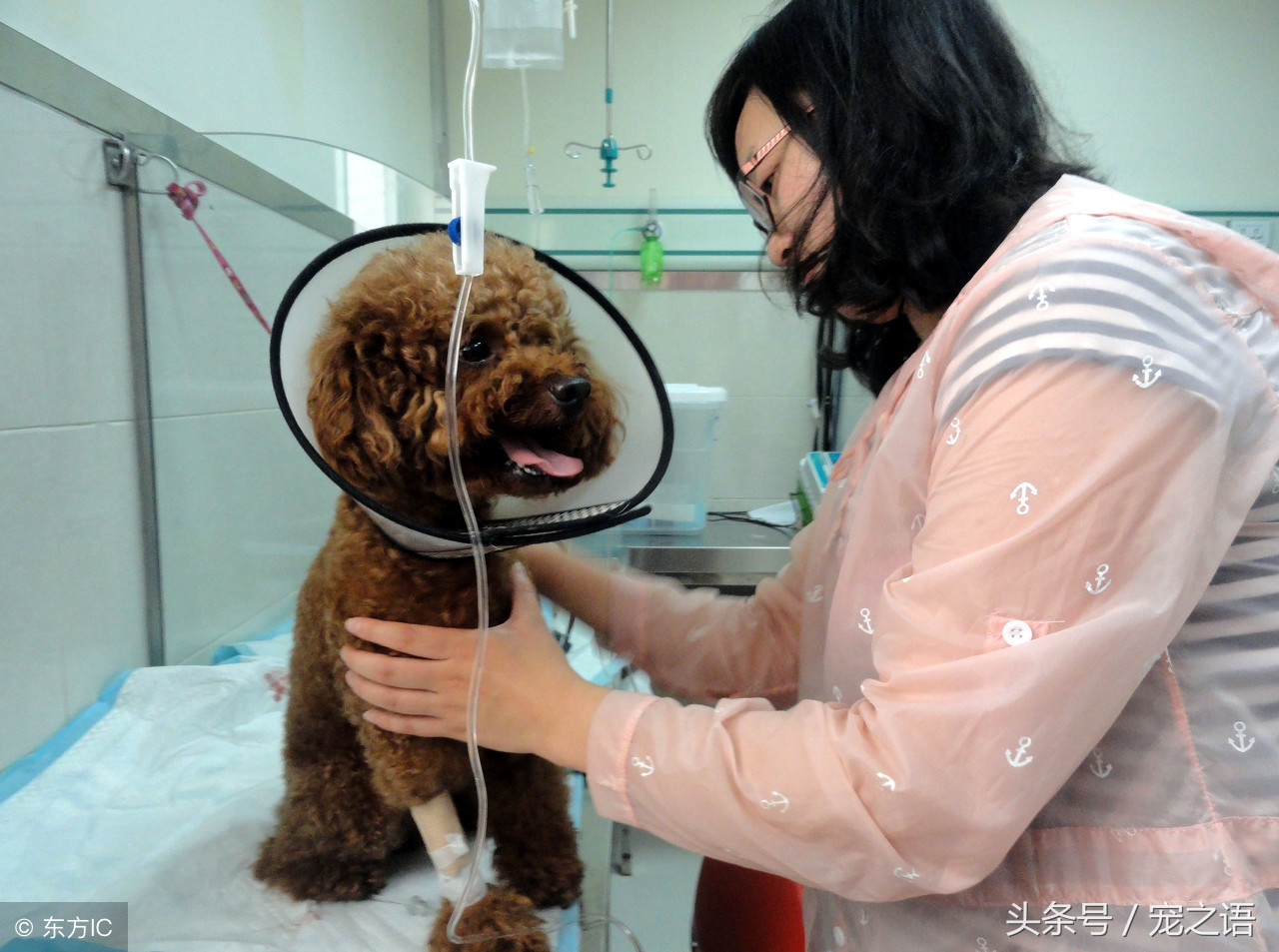 细小犬瘟需要多久才能治好,细小导致犬瘟