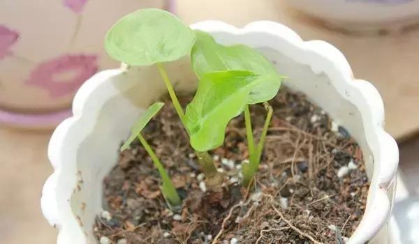 家里的花枯萎了怎么破解,家里的花干枯怎么办