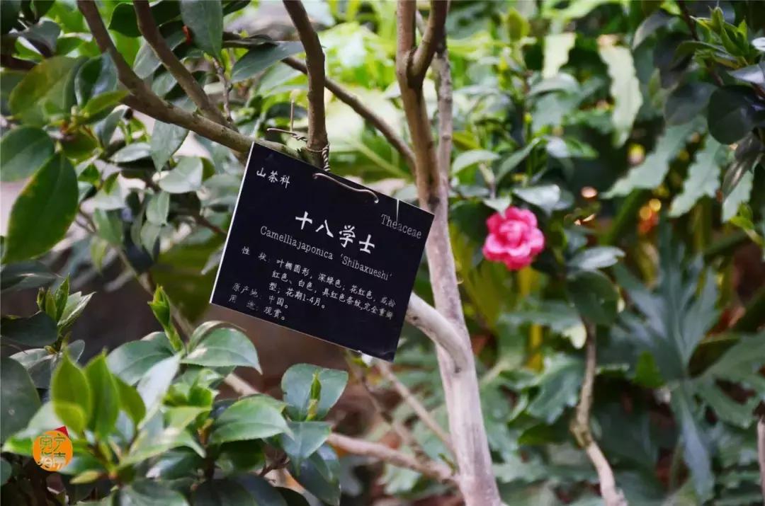 金花茶公园在什么地方,金花茶公园最新消息