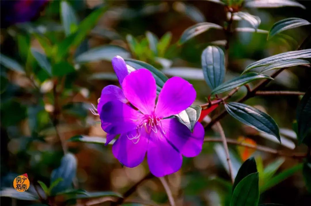 金花茶公园在什么地方,金花茶公园最新消息