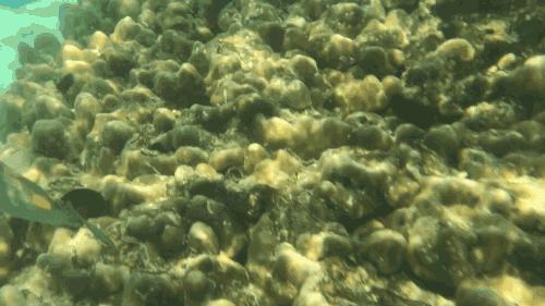 兰卡威六天游攻略,兰卡威六日游玩