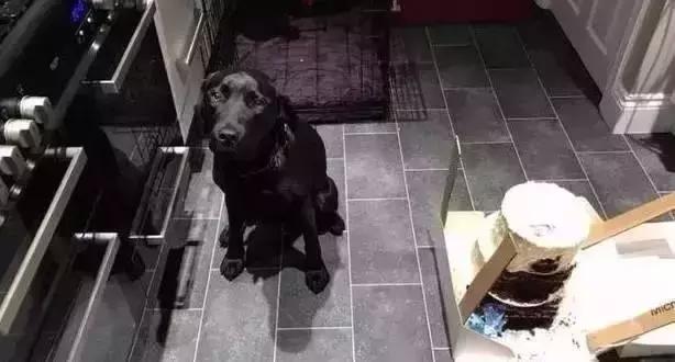 十个拉布拉多,拉布拉多一窝下14个人