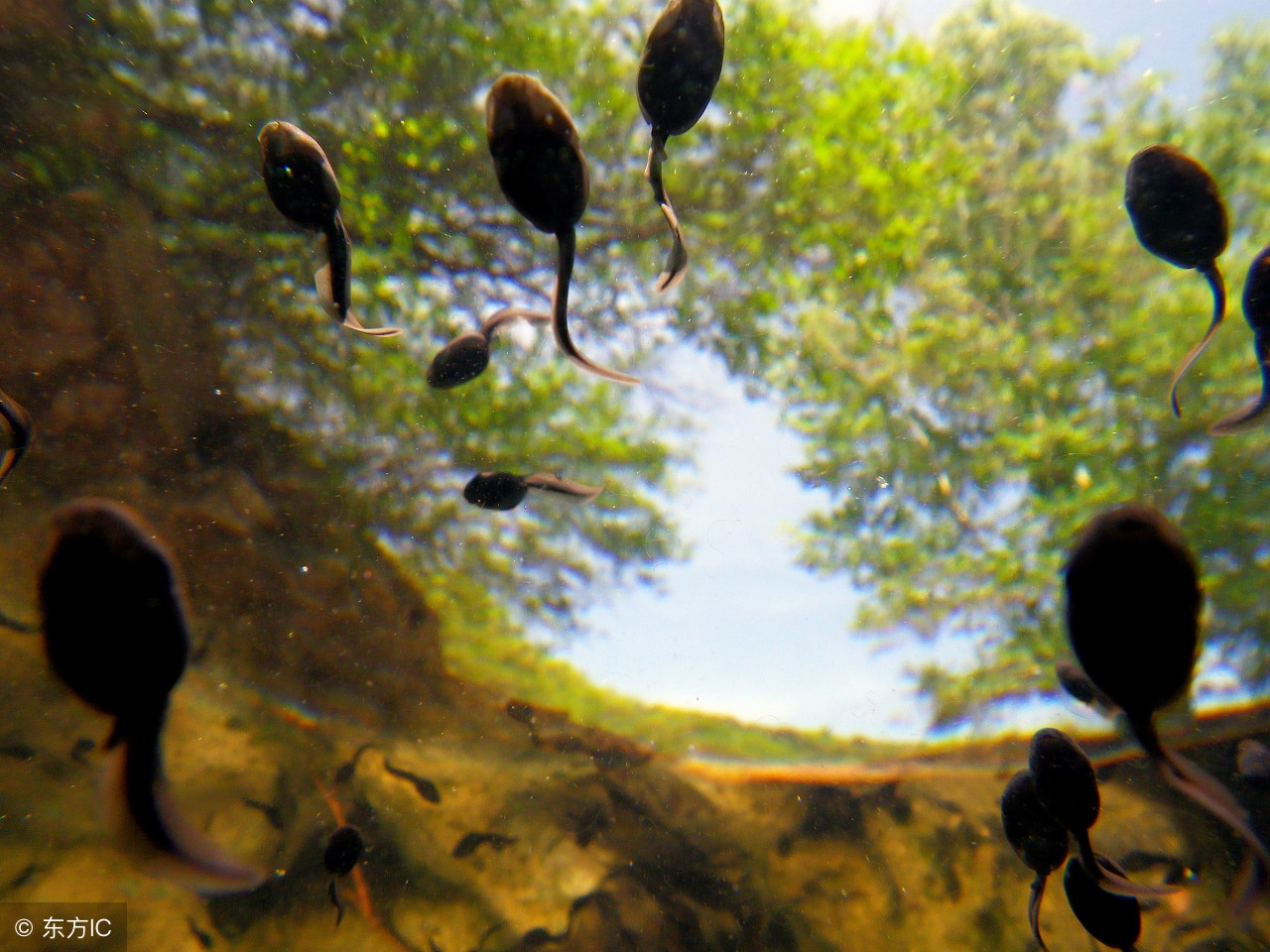 幼童喂活蝌蚪,家长给孩子喂活蝌蚪