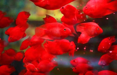 血鹦鹉的正确饲养方法,冷水血鹦鹉鱼饲养方法