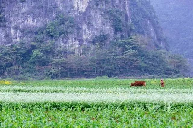 广西最美花海在哪里,广西小众美丽村庄