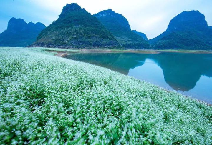 广西最美花海在哪里,广西小众美丽村庄