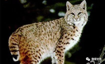 四川省新龙县有哪些猫科动物,新龙县猫