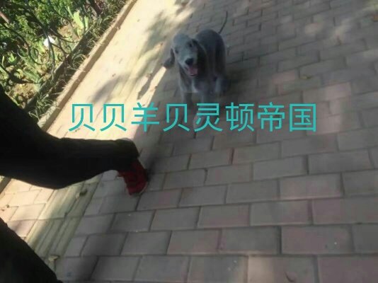 贝灵顿轶闻第七篇