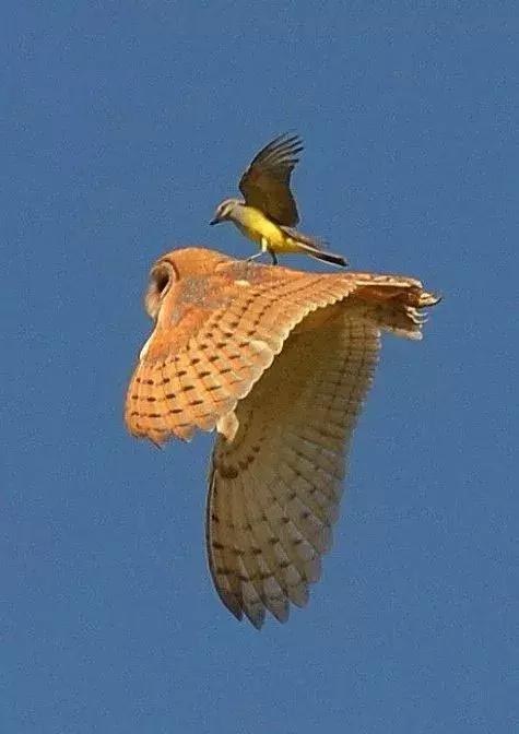 罕见，罕见，太罕见了，99%的人都没见过，忍不住发给你看看！