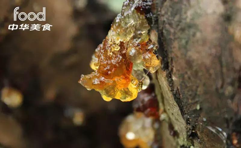 桃胶平民燕窝,桃胶燕窝怎么炖好吃