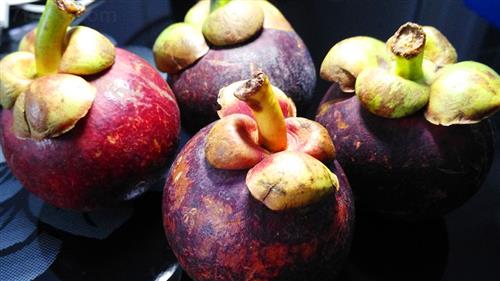 山竹醇的功效与作用及禁忌,野生山竹根功效与作用