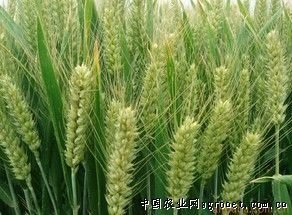 买到假种子找谁处理,买到假种子向哪部门投诉