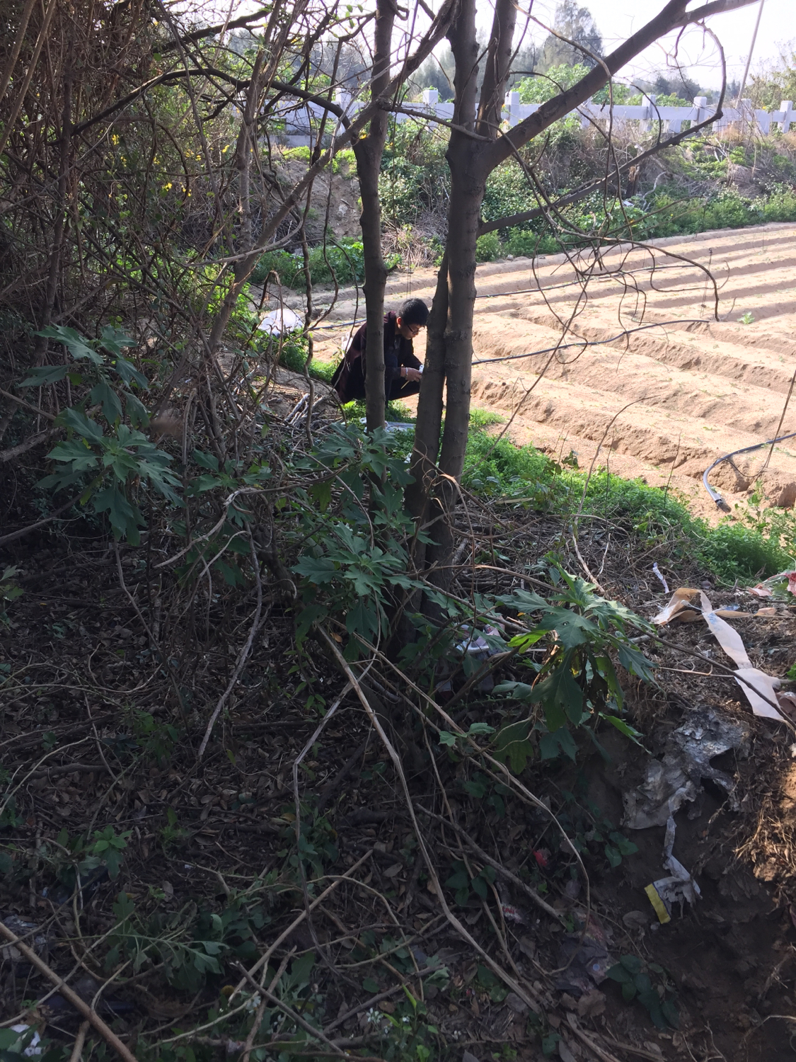 收蜂绝招,收蜂绝招视频大全