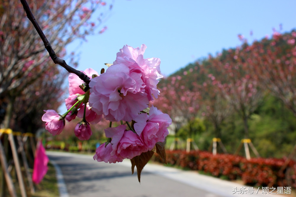 宁波植物园樱花最佳拍摄,花花世界桃博园