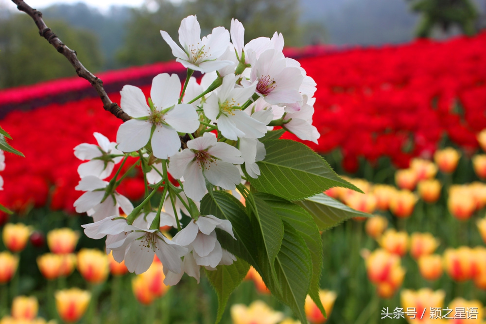 宁波植物园樱花最佳拍摄,花花世界桃博园