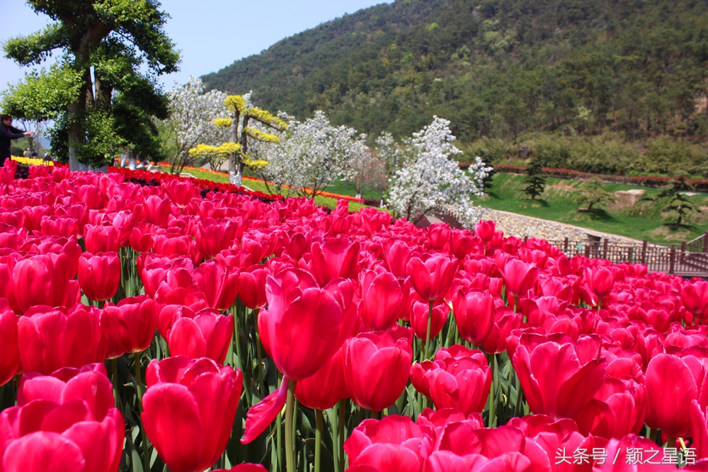 宁波植物园樱花最佳拍摄,花花世界桃博园