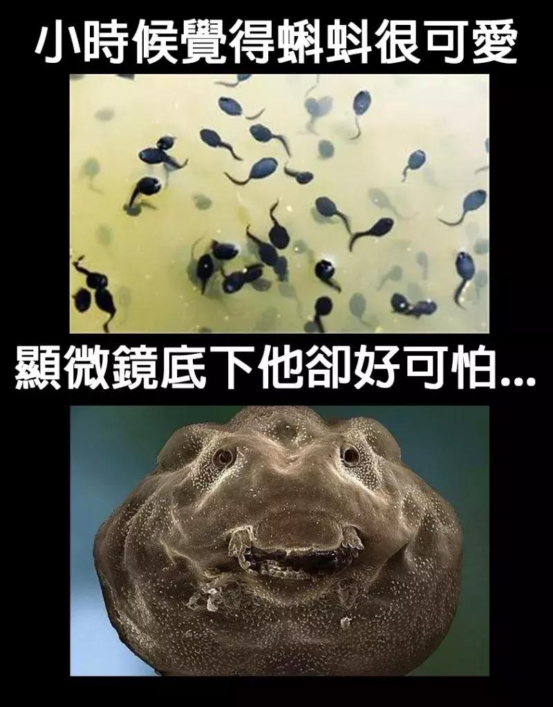 喂孩子吃活蝌蚪有哪些好处,喂孩子吃下活蝌蚪