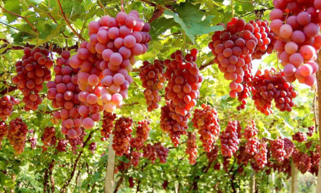 酿酒低度酒怎么处理,酿酒的方法步骤视频