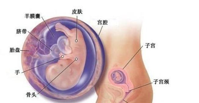 宝宝周岁九张图,胎儿发育过程图三个月胎儿