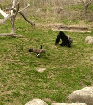 什么鹅的战斗力最强,鹅的战斗力是什么梗