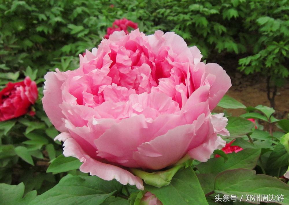 描写牡丹花的诗句开头,关于牡丹诗句和好词好句