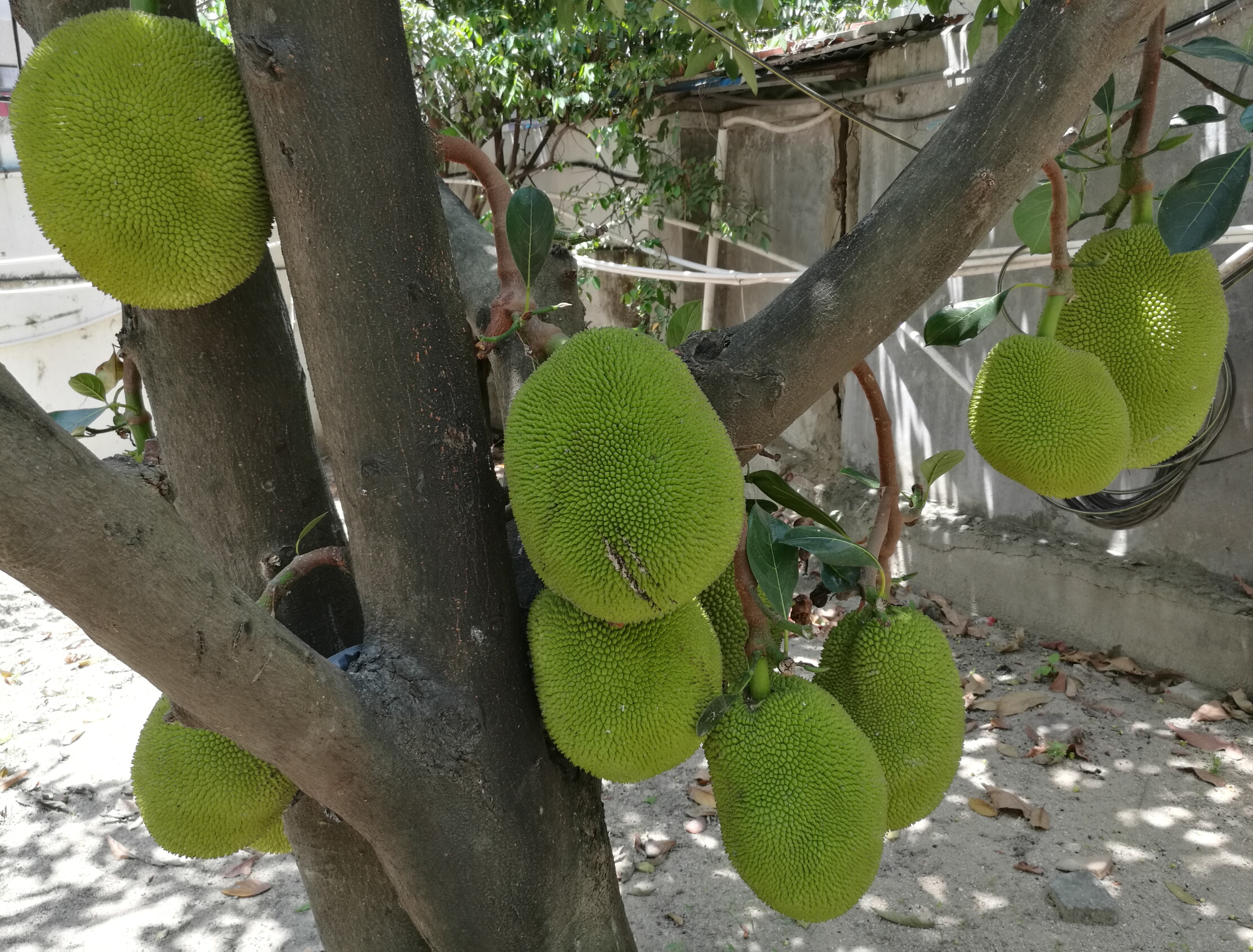 海南菠萝蜜怎么来的,海南三亚菠萝蜜成熟季节