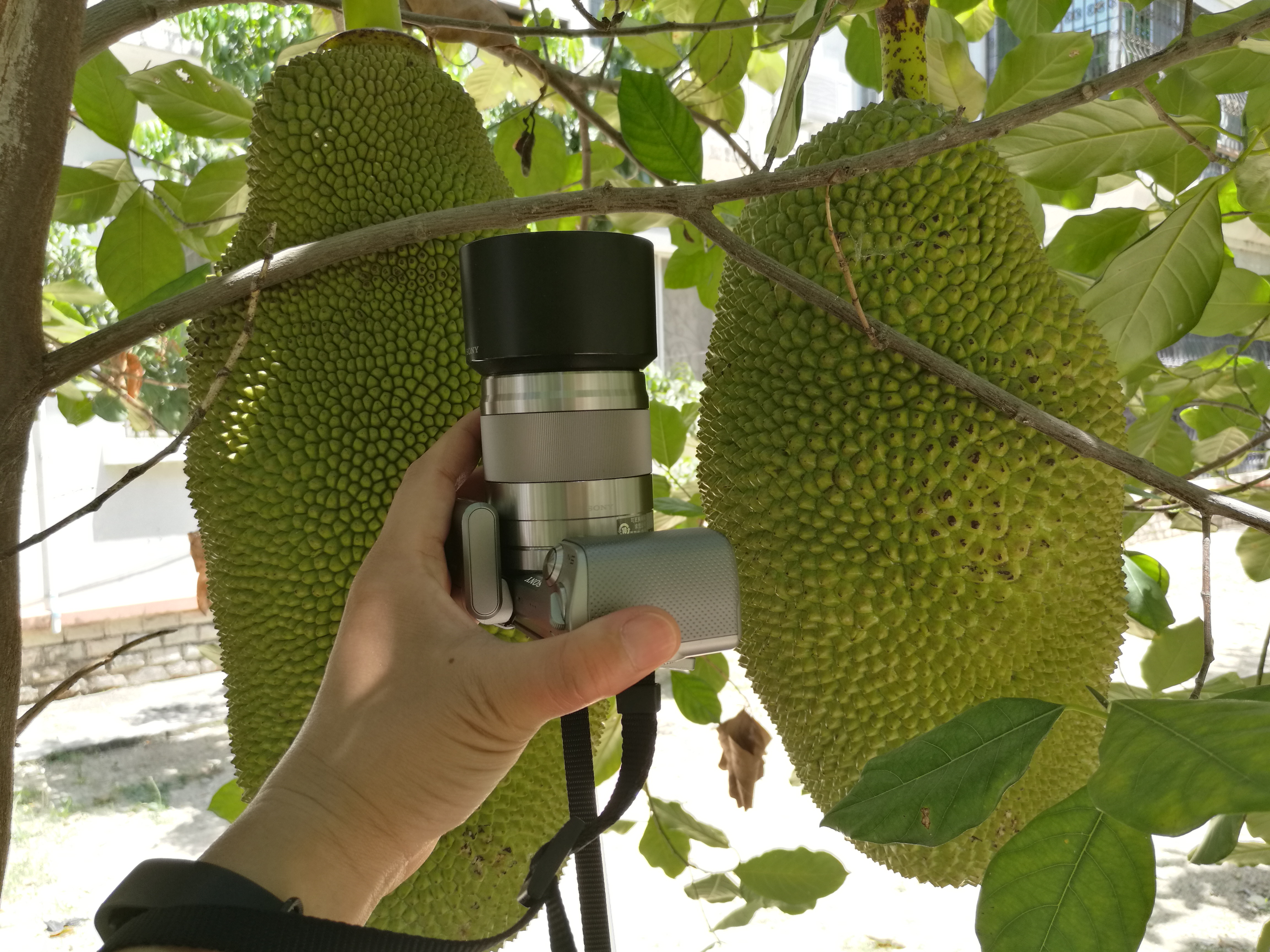 海南菠萝蜜怎么来的,海南三亚菠萝蜜成熟季节
