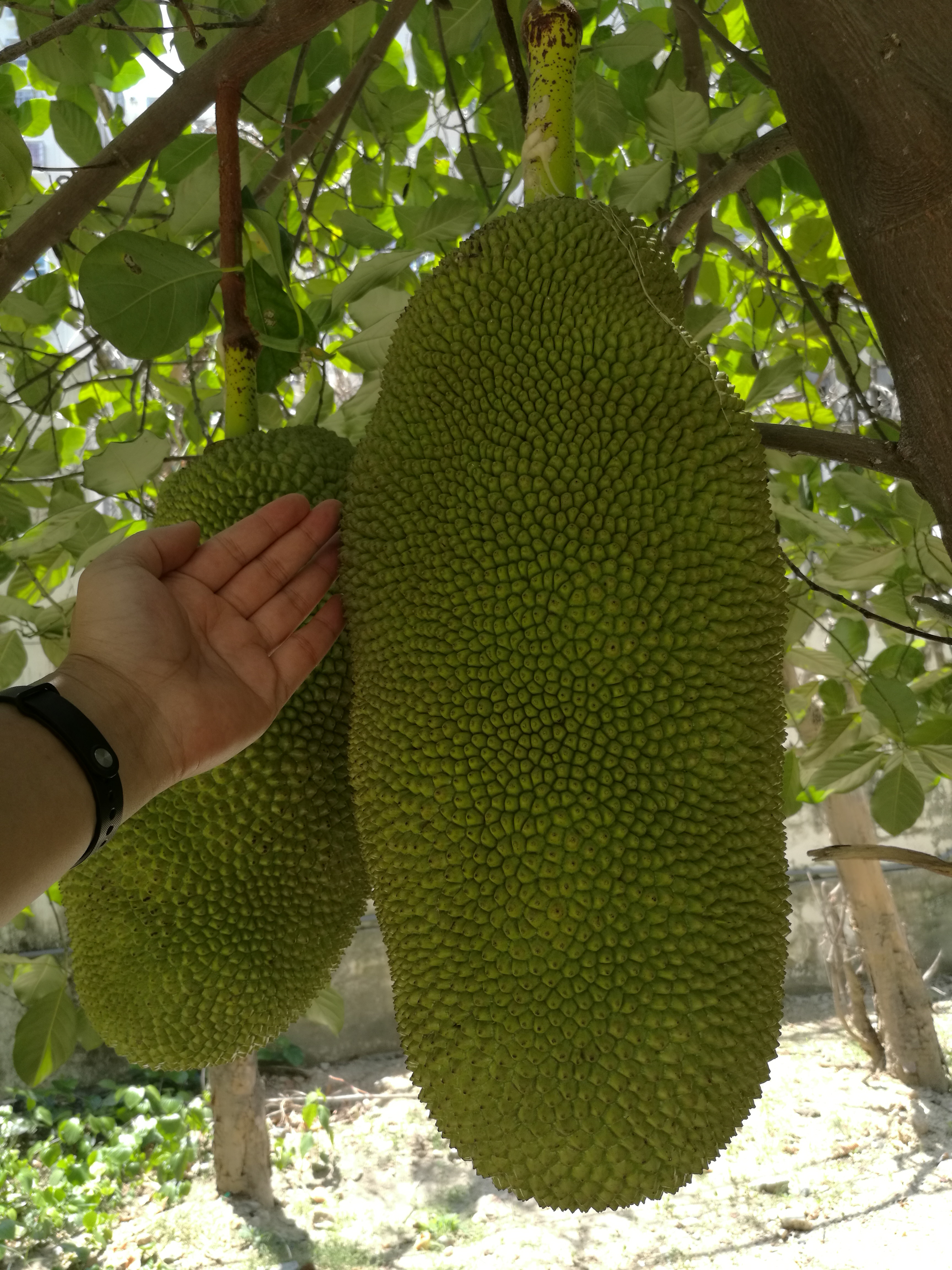 海南菠萝蜜怎么来的,海南三亚菠萝蜜成熟季节