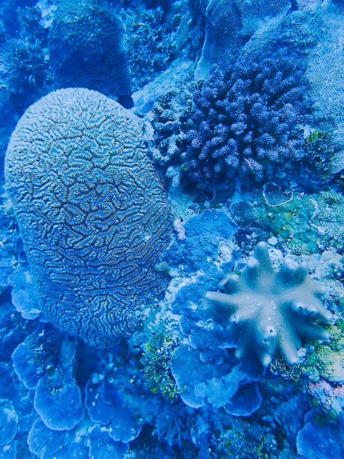 帕劳体验潜水,帕劳潜水胜地是什么体验