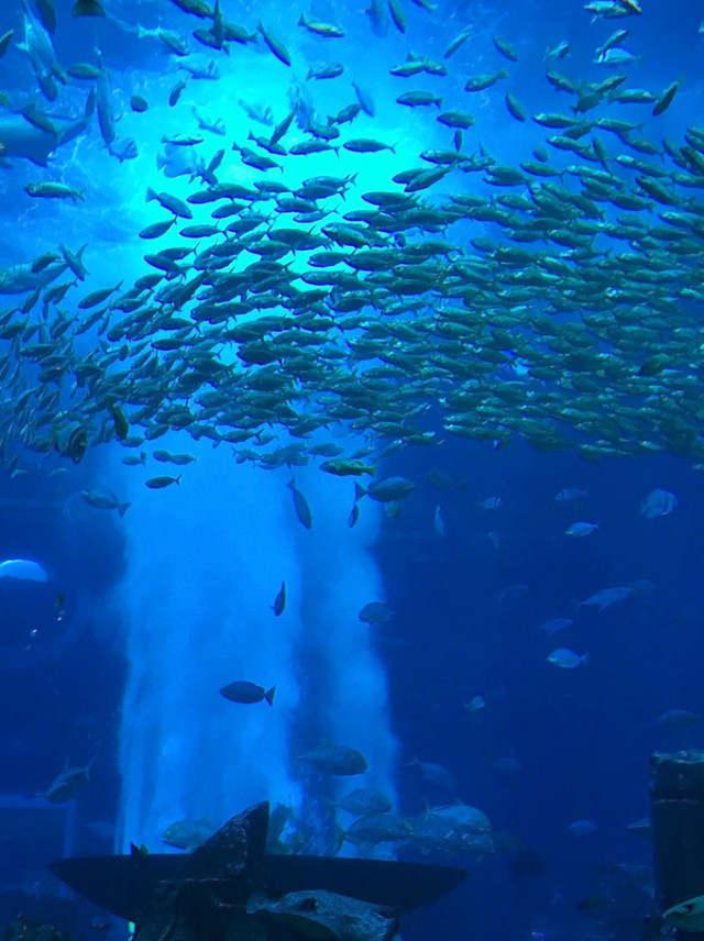 回忆迪拜幸福蜜月之旅,甜蜜的蜜月旅程