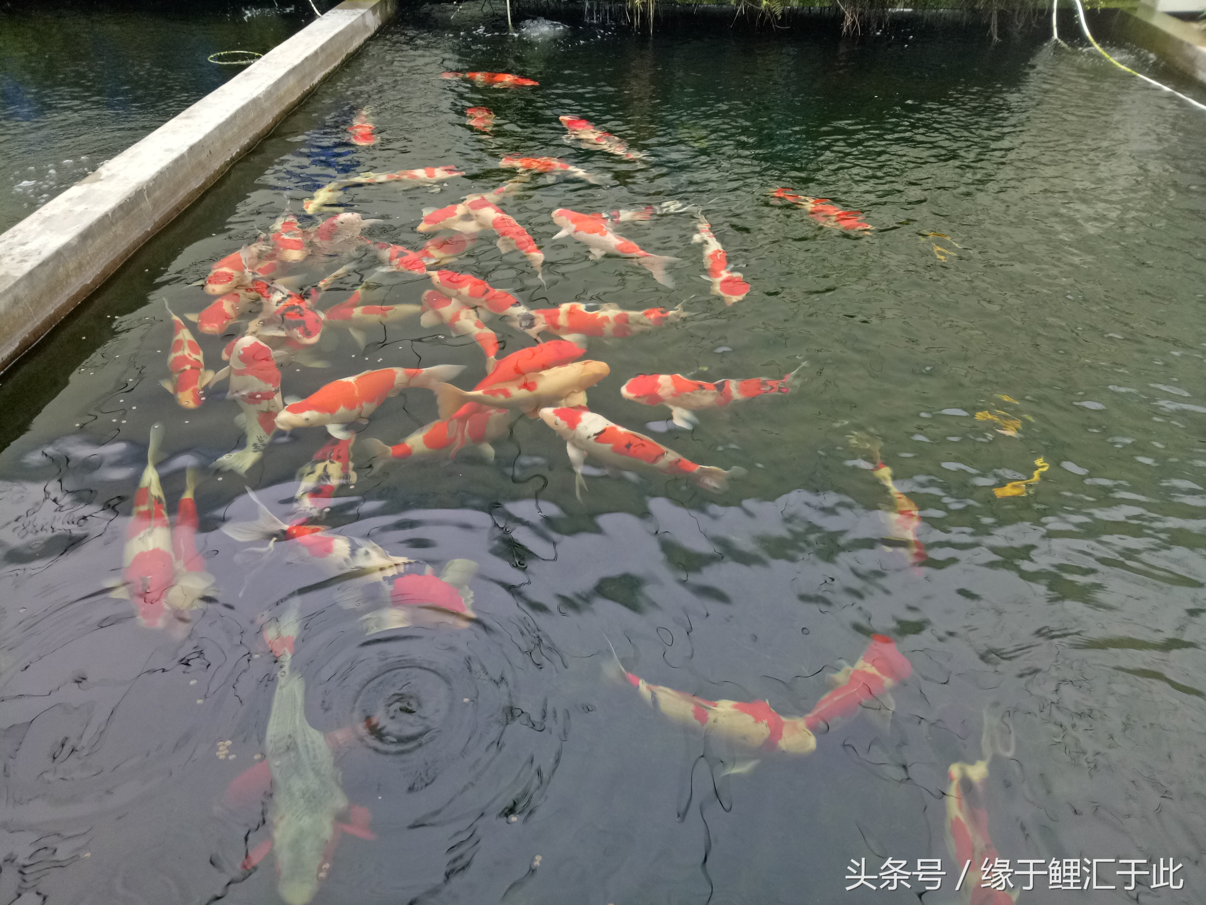 锦鲤吃青苔么,锦鲤吃绿藻吗