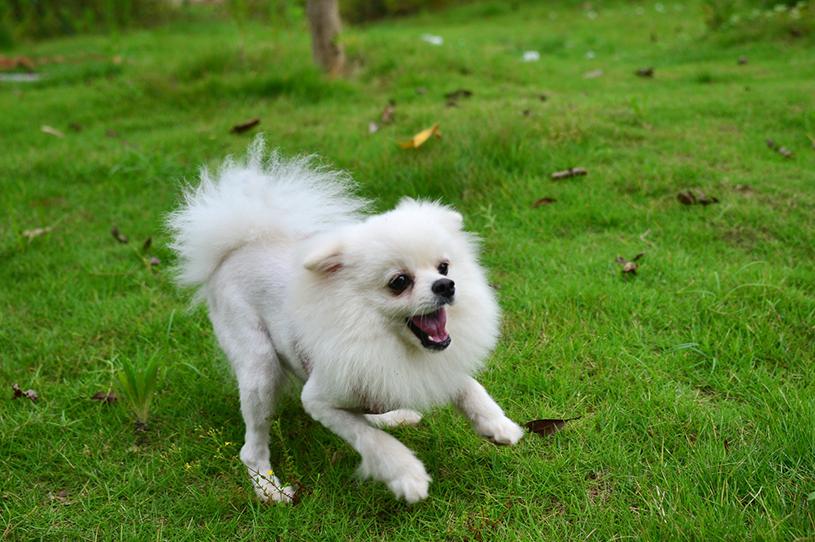关于博美犬的习性,博美犬饲养照顾全攻略轻松掌握