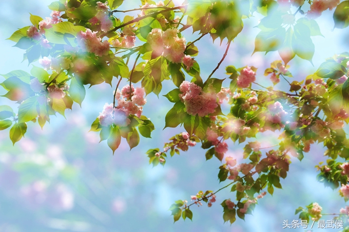 成都看日本樱花,日本哪个区看樱花最好