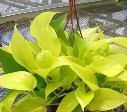 养花黄叶的原因全在这，对症下药，黄叶3天绿回来