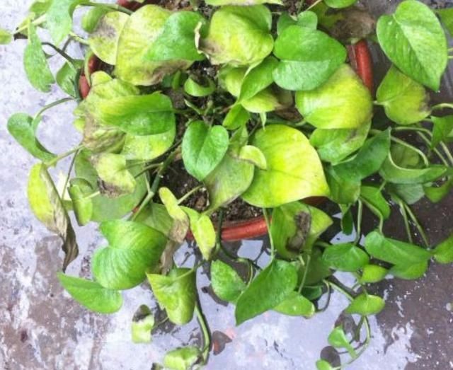 养花黄叶的原因全在这，对症下药，黄叶3天绿回来