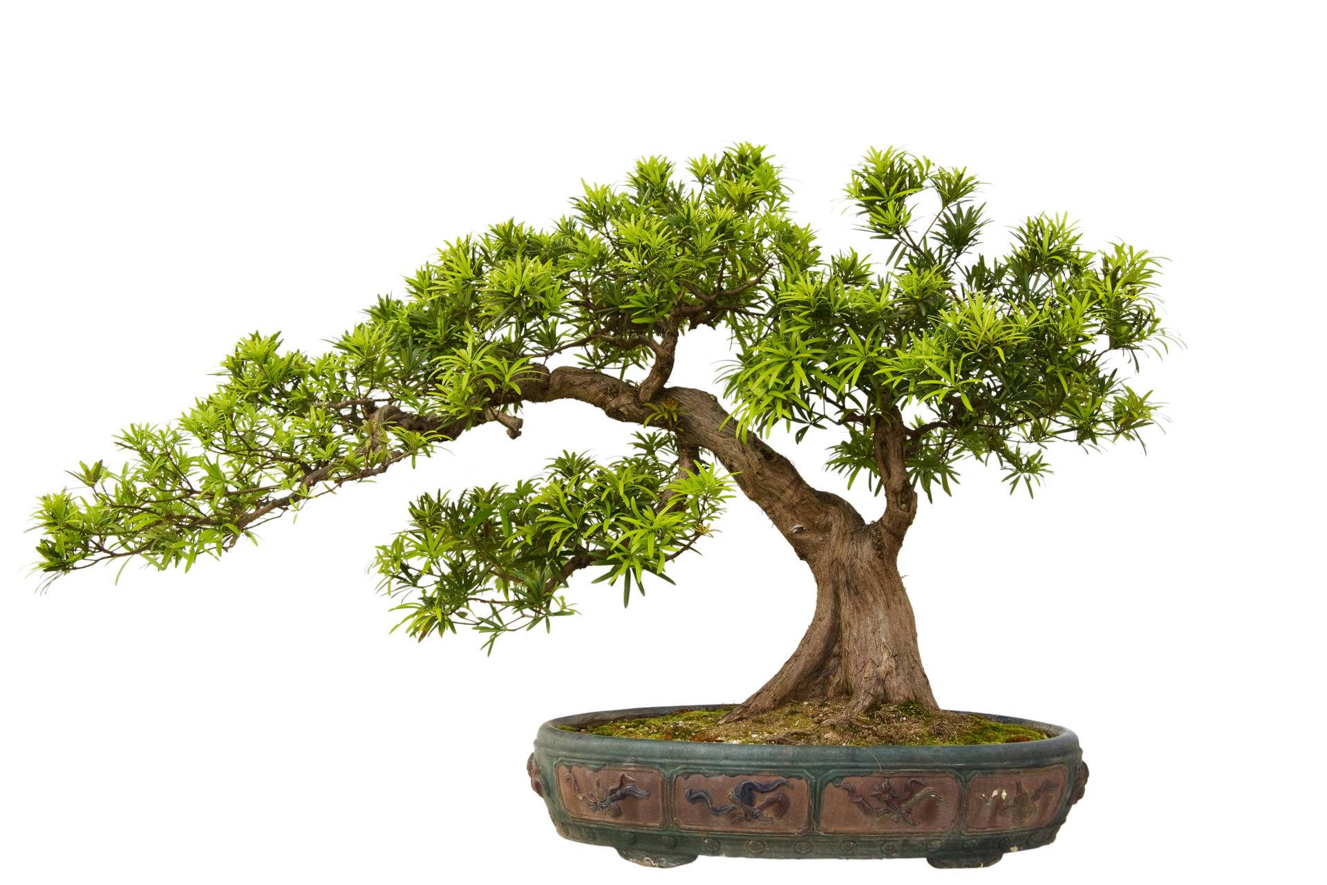 日本顶级成熟盆景,日本顶级大型盆景