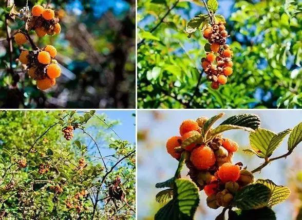 鏅幢鍚冭姃鏋滅殑瀛h妭,鏅幢鍚冭姳瀛h妭