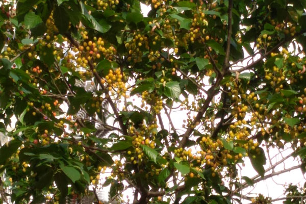 樱桃长得稀是怎么回事,樱桃长成的过程