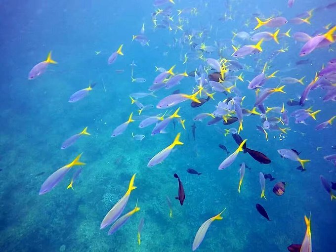 帕劳旅行的日记,帕劳的旅行日记