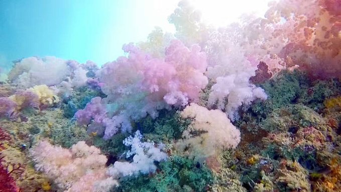 帕劳旅行的日记,帕劳的旅行日记