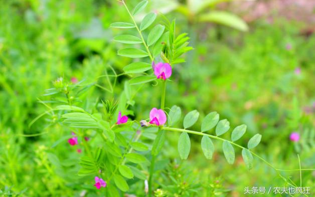 这种野果子曾是农村娃的零食,小时候有一种能吃的野草的果实