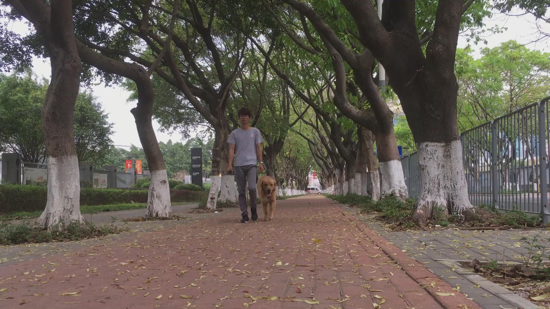 八个月金毛太闹腾,怎样驯服金毛听话