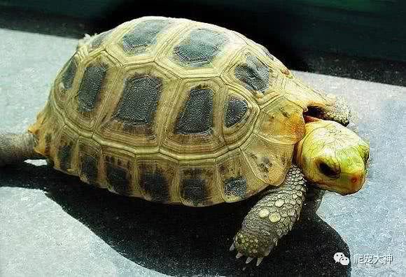 爱护动物手下留情,缅甸陆龟和麒麟龟