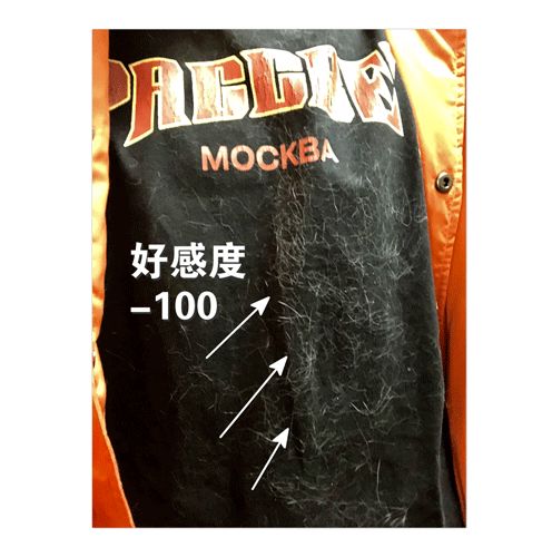 养猫铲屎官注意事项,铲屎官爱猫的三种境界