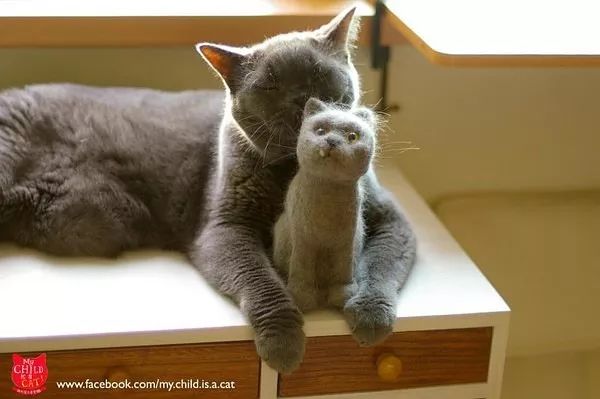 猫头秃了一块毛是怎么回事,为什么猫一直掉毛还不秃