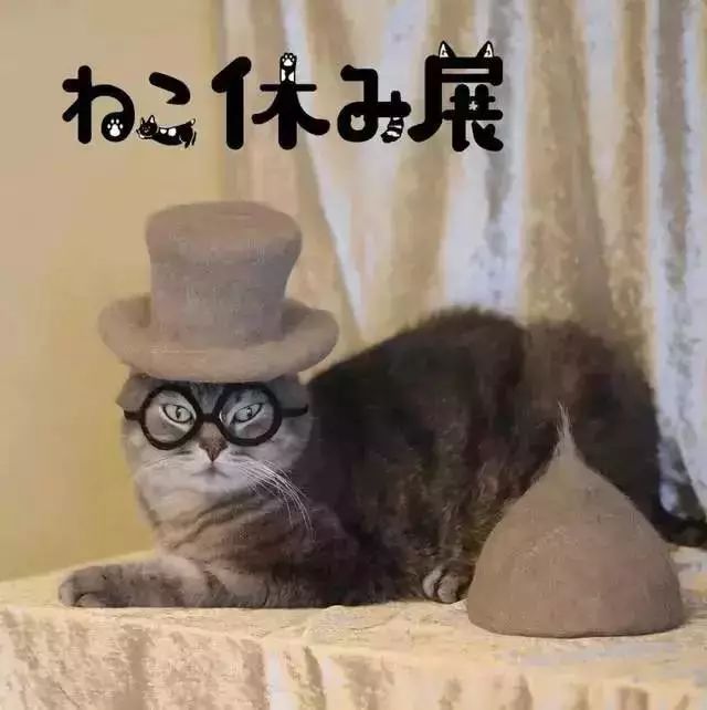 养猫铲屎官注意事项,铲屎官爱猫的三种境界