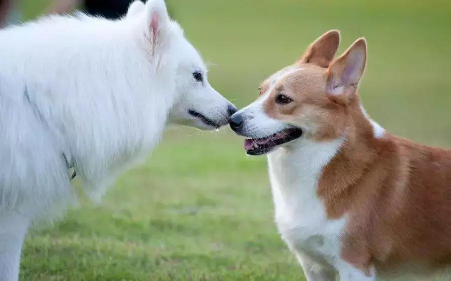 足球女记者身材,足球采访女记者身材