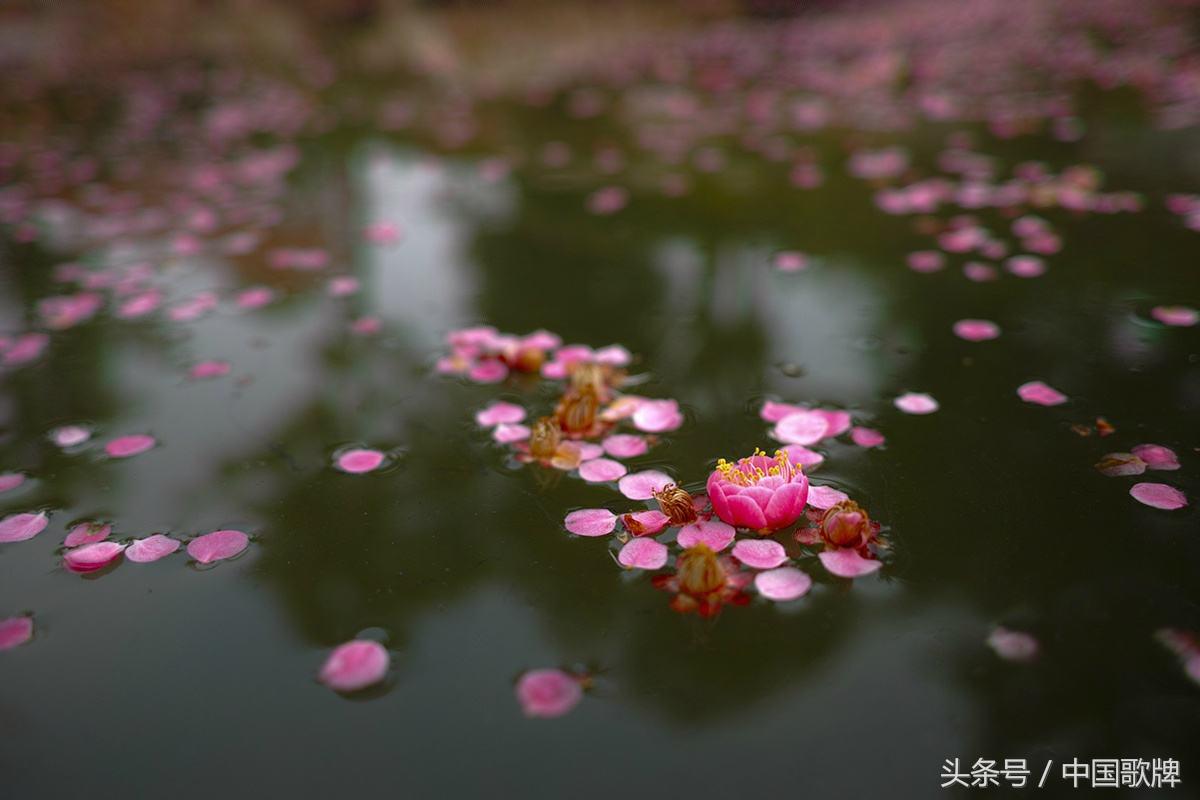 七言诗句南柯一梦,表达南柯一梦的诗