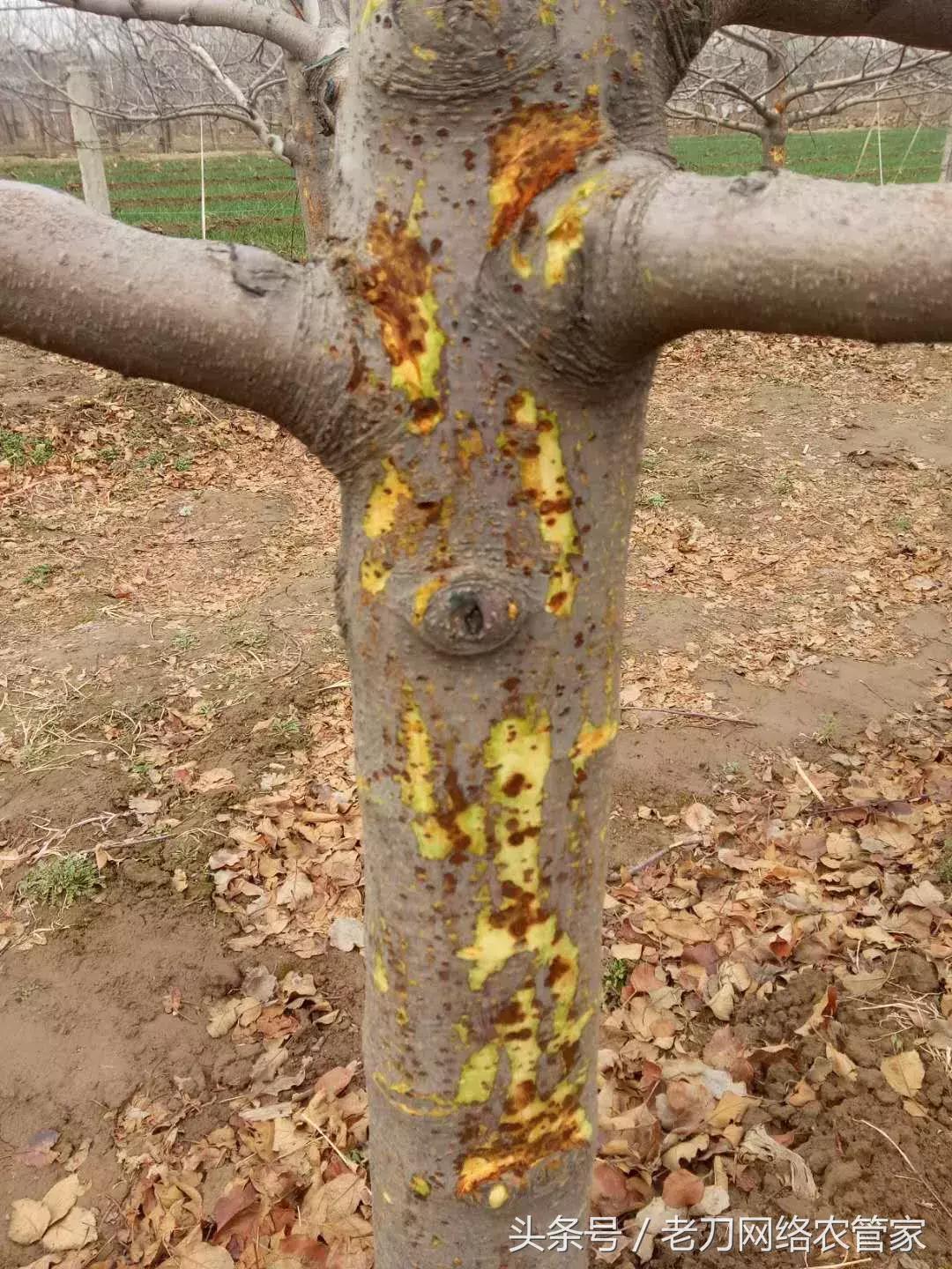 苹果树干腐病怎么治疗,苹果树干腐病是怎样的