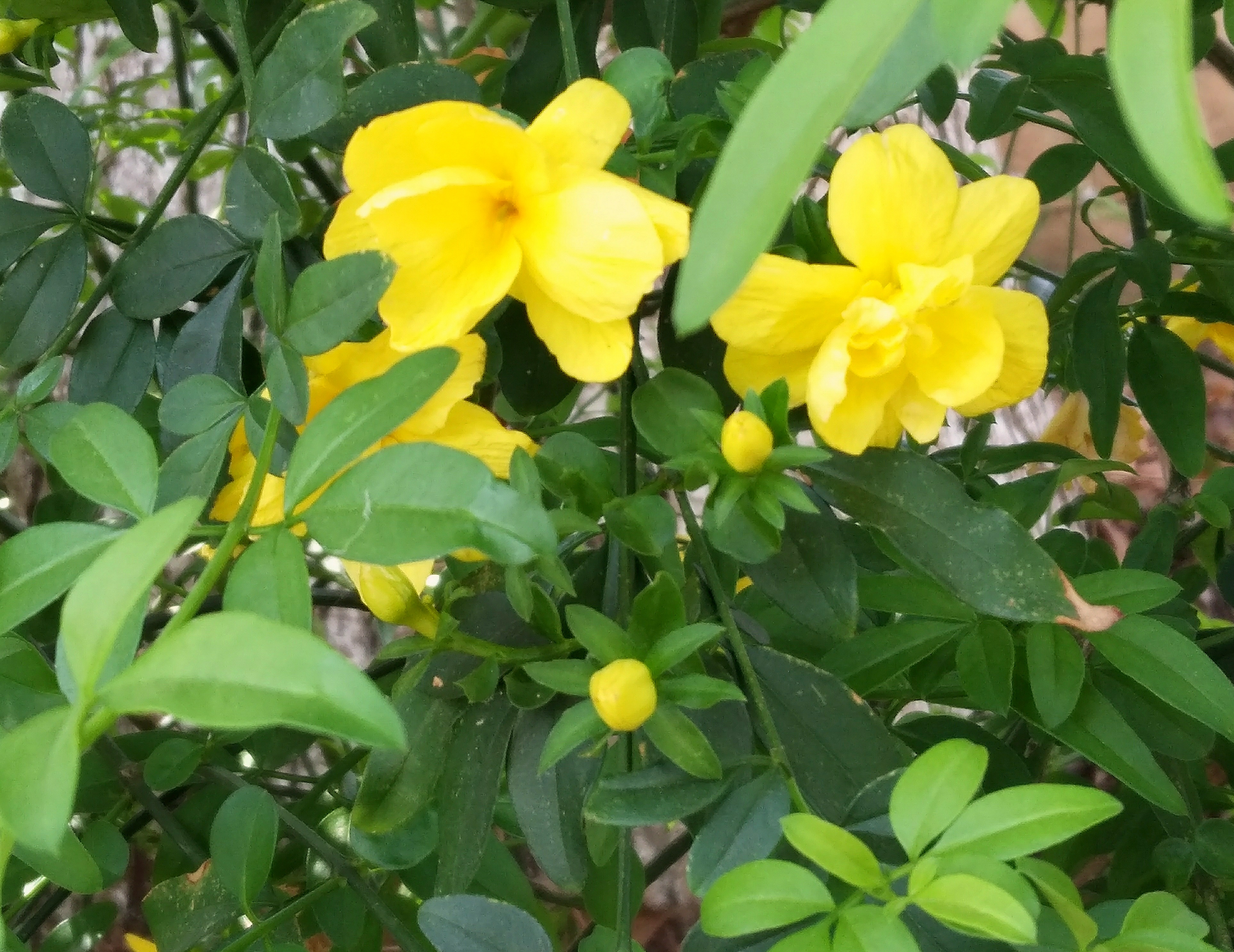 觅芳踪——中南财经政法大学首义校区四月观花指南